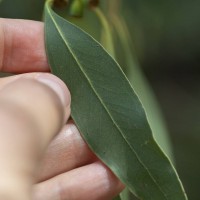 Cider Gum Eucalyptus